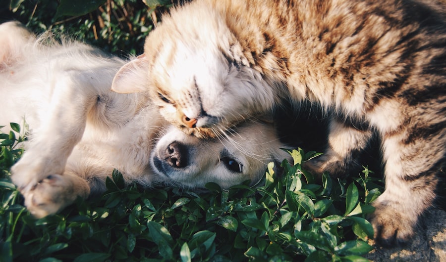 PetorPaw