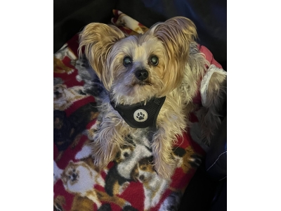 Factory Wholesale Breathable No Pull Dog Harness
